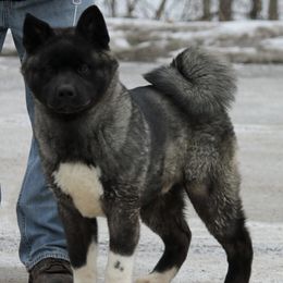 Akita from Ancient Knight Akitas