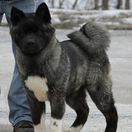 Akita from Ancient Knight Akitas
