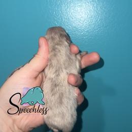 Russell- 4800.00 dollars - Lavender male Pomeranian puppy in Perry County, Ohio from Speechless Pom’s