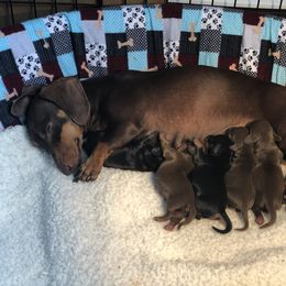 Dachshund Puppies from Empire's Dachshunds