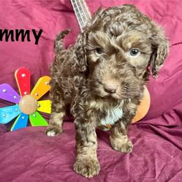 Jimmy - Chocolate merle male Bernedoodle puppy in Spring Valley, Wisconsin from Filipiak Breeders