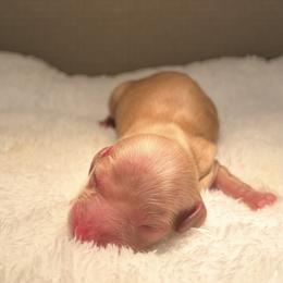 Ron - Red male Dachshund puppy in Miami, Florida from Haus Ernand Dachshunds