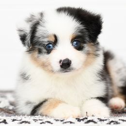 Ryder - Blue merle male Toy Australian Shepherd puppy in Ellsinore, Missouri from Shebang Aussies