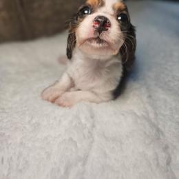 Snooki - Piebald female Dachshund puppy in Modesto, California from Cabrera Family Kennels