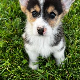 Fernando - Black and tan male American Corgi puppy in Brownstown, Indiana from Brave Country Kennels