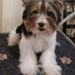 Noble Legacys Elegant Spencer - Black tan and white male Biewer Terrier puppy in Vancouver, Washington from Noble Legacy Biewers