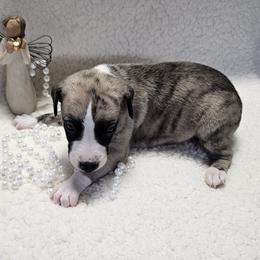 Boy 3 - Fawn brindle male Whippet puppy in Kalamazoo, Michigan from Clarriott Whippets & Cavapoos