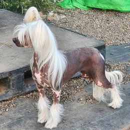 Sera - Chinese Crested
