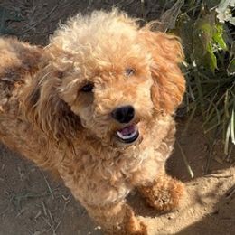 Goldendoodles, Maltese, Maltipoos, and Poodles from Dream Paws Puppies, LLC