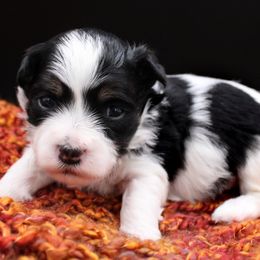 Mambo - Black and white male Havanese puppy in Hendersonville, North Carolina from Grayfinn House