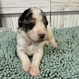 Green Collar Boy 3000 - Grey and white male Bernedoodle puppy in Alvin, Texas from JP Southern Doodles