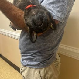 German Shepherd Puppies from Czech Haven GSD Kennel