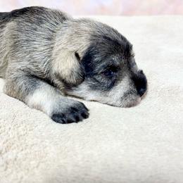 Boy 3 - Salt and pepper male Miniature Schnauzer puppy in Springfield, Tennessee from My Lovable Schnauzers