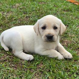 Female 2 - Yellow female Labrador Retriever puppy in Georgiana, Alabama from Long Creek Labradors