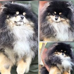 Jesko - Pomeranian