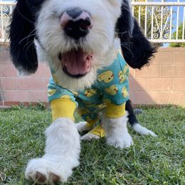 Sheepadoodle Puppies from Sunflower Family Farms