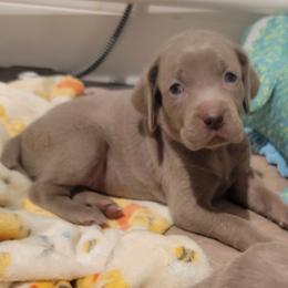 Pink collar Girl - Silver gray female Weimaraner puppy in Alexandria, Virginia from Silvr Galaxy Weimaraners
