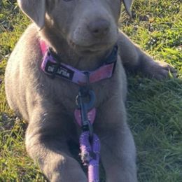 Dilute Retrievers and Labrador Retrievers from Vacationland Labs LLC