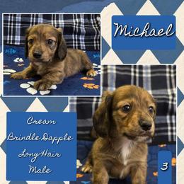 MICHAEL 3500 - Cream male Dachshund puppy in Gatesville, Texas from CJ's Dach Dynasty