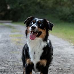 Dolly - Australian Shepherd