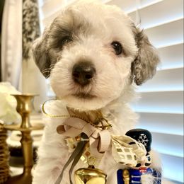 DOUGHNUT - Brown and white male Bernedoodle puppy in Houston, Texas from Pia’s Doodle Poodle Wag