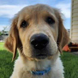 Golden Retrievers from Big Sandy Golden Retrievers