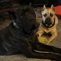 Cane Corso from Big Thunder Cane Corso