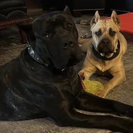 Cane Corso from Big Thunder Cane Corso