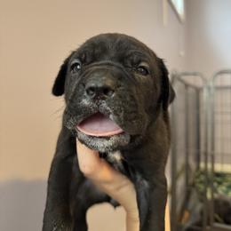 Dark pink collar - Black female Cane Corso puppy in Rochester, New York from Forbidden Fruits Kennels