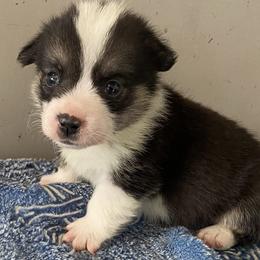 Dot - White and black male Pembroke Welsh Corgi puppy in Beulaville, North Carolina from Windy Acres Pembroke Welsh