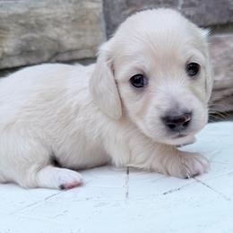 Gunner lighter male 3rd in picture - Cream male Dachshund puppy in Richmond, Virginia from Irresistible Dachshunds & Cavaliers