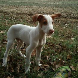Ibizan Hound Puppies from Pamela Mutchek's Ibizan Hounds
