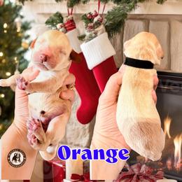 Orange - Yellow and white male Bernedoodle puppy in Banner Elk, North Carolina from Walnut Tree Bernedoodles