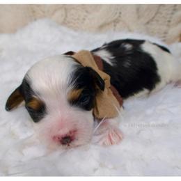 Bernard - Black and white male Bernedoodle puppy in Bowling Green, Ohio from Windy Creek Doodles