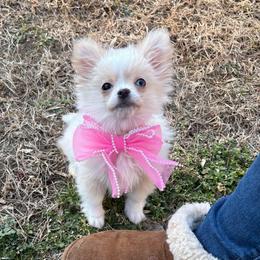 Merry - Cream and white female Chihuahua puppy in Gloucester, Virginia from Charlotte's Web of Chihuahuas