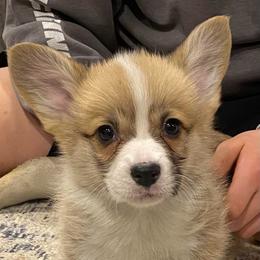 Wyatt - Red male Pembroke Welsh Corgi puppy in Urbana, Ohio from Edgewood Farm and Kennel