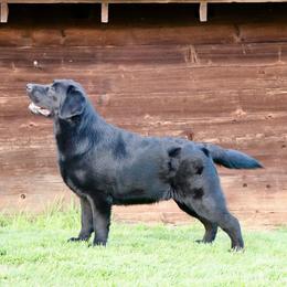 Labrador Retrievers from Artesian Labradors