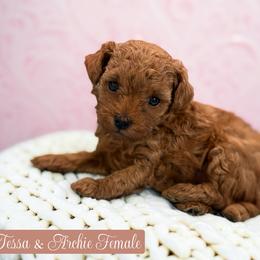 Poodle Puppies from KC Poodles of PA