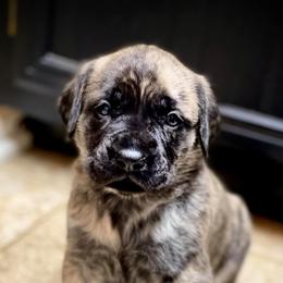 Mastiffs from Delamar Mastiffs