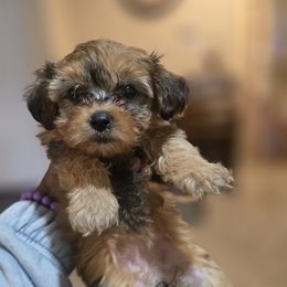 Biewer Terrier, Yorkipoo, and Yorkshire Terrier Puppies from Tiny Paws Luxury Pets