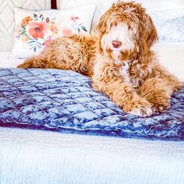 Goldendoodle, Old English Sheepdog, and Sheepadoodle All Grown Up from V6 Ranch Dogs