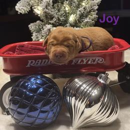 Joy - Yellow female Labrador Retriever puppy in Tigard, Oregon from Morrison Labrador Retreivers