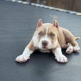 Khan - Lilac male American Bully puppy in Princeton, Texas from District 12 Kennels