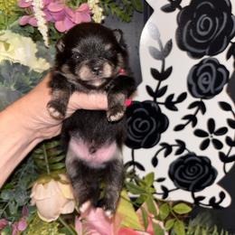Blk n tan boy - Black and tan male Pomeranian puppy in Fayetteville, North Carolina from Tar-heel Poms