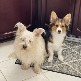 American Corgi, Companion Cross, Miniature Australian Shepherd, and Pembroke Welsh Corgi All Grown Up from FreckledCowgirlCorgis