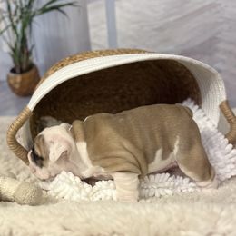 Bulldog Puppies from Sweet Rolls