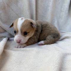 Girl 1 - Sable merle and white female American Corgi puppy in Okeechobee, Florida from Gold Coast Corgis