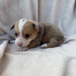 Girl 1 - Sable merle and white female American Corgi puppy in Okeechobee, Florida from Gold Coast Corgis