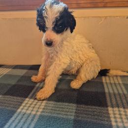 Rowan - Parti male Poodle puppy in Belgrade, Maine from Mere Point Poodles
