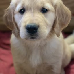 Goldendoodle and Golden Retriever Puppies from Mason Farm Goldens
